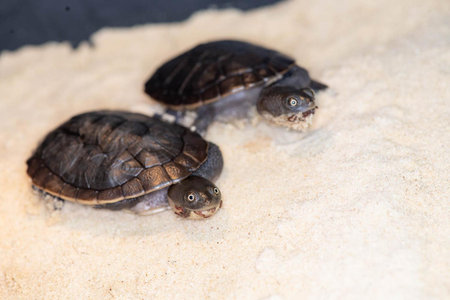 Image showcasing 3 Facts About Snake-Necked Turtle Nutrition at the Columbus Zoo ...